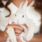 Whiterabbitdecor