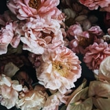 MANIFEST FLOWERS