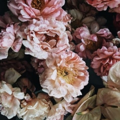 MANIFEST FLOWERS