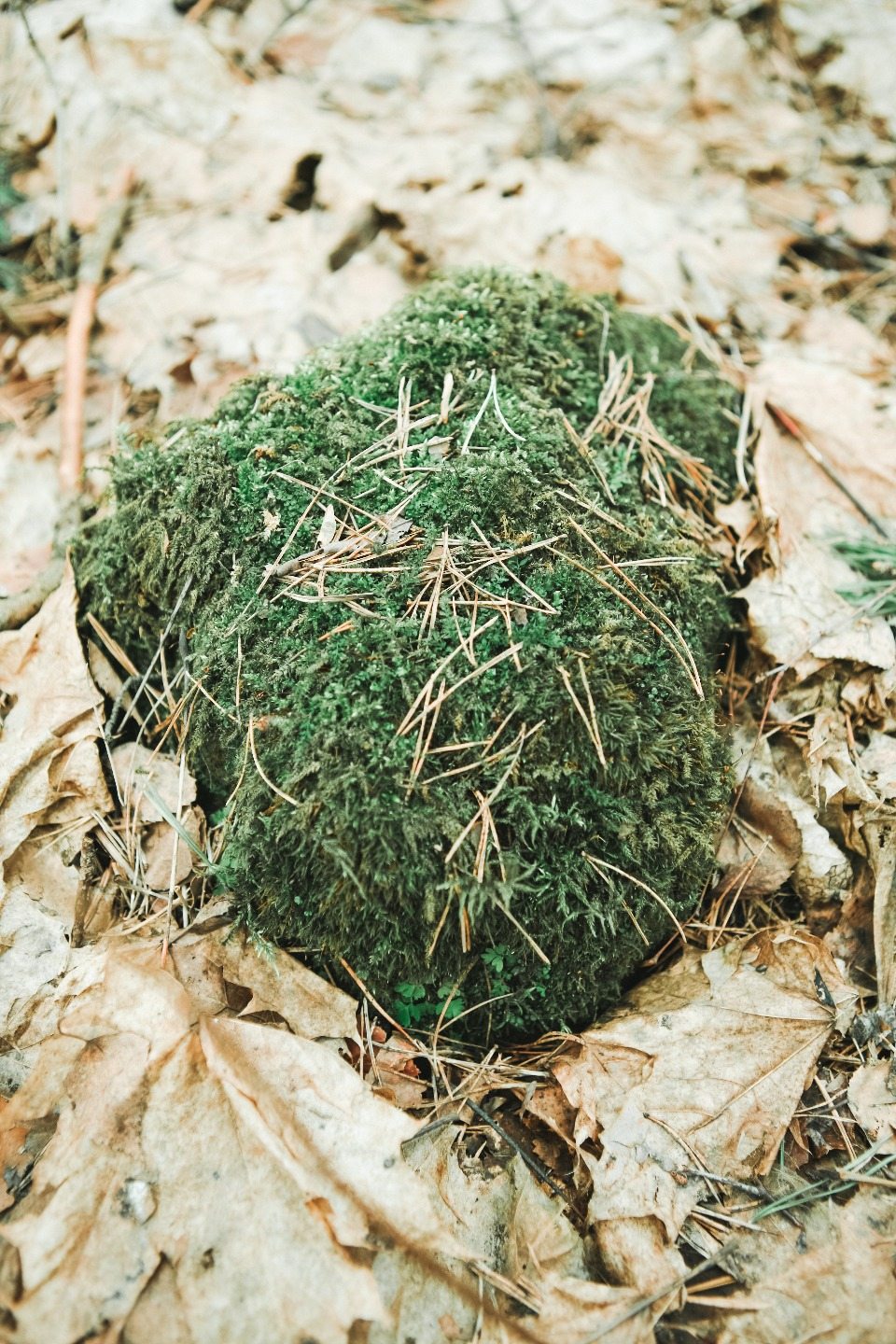 How to Make Moss Covered Balls