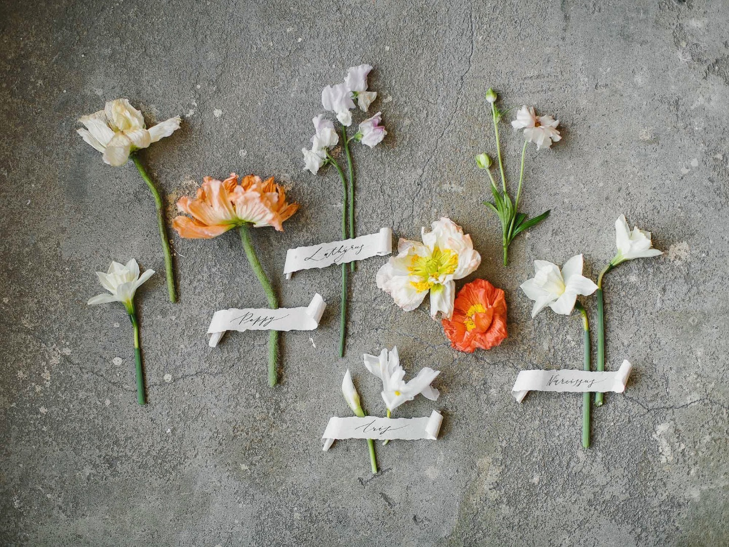 Poppy spring: стилизованная фотосессия